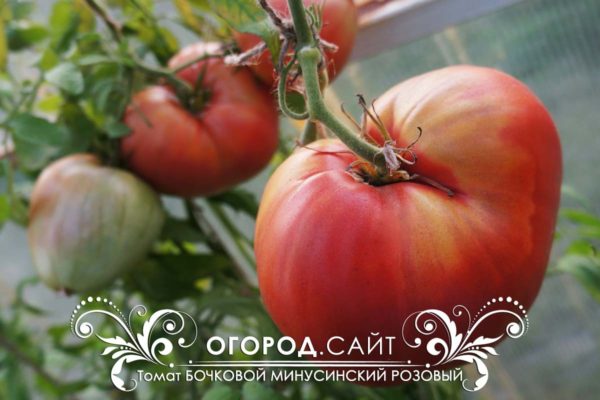 минусинские сорта томатов